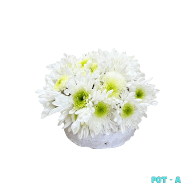 Small Pot A: A graceful arrangement of fresh white mums in a low, rounded pot, thoughtfully designed for cemetery visits and memorial tributes.