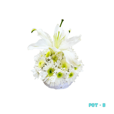 Small Pot B: A delicate arrangement of fresh white mums and lilies in a low, rounded pot—perfectly sized for gravestones and a graceful tribute of remembrance.