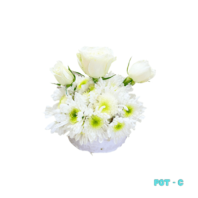 Small Pot C: A delicate arrangement of fresh white mums and three white roses in a low, rounded pot—perfectly sized for gravestones and a graceful tribute of remembrance.