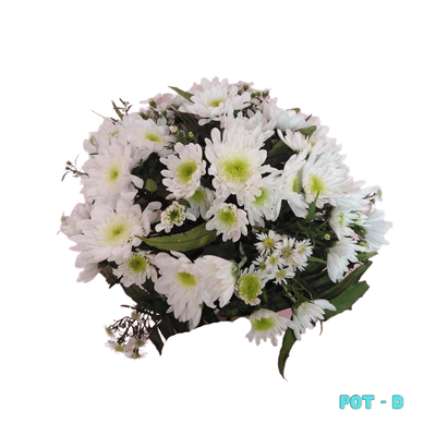 Small Pot D: A graceful tribute of fuller white mums accented with delicate greenery, arranged in a petite round pot—perfectly sized for flat gravestones and cemetery remembrance.