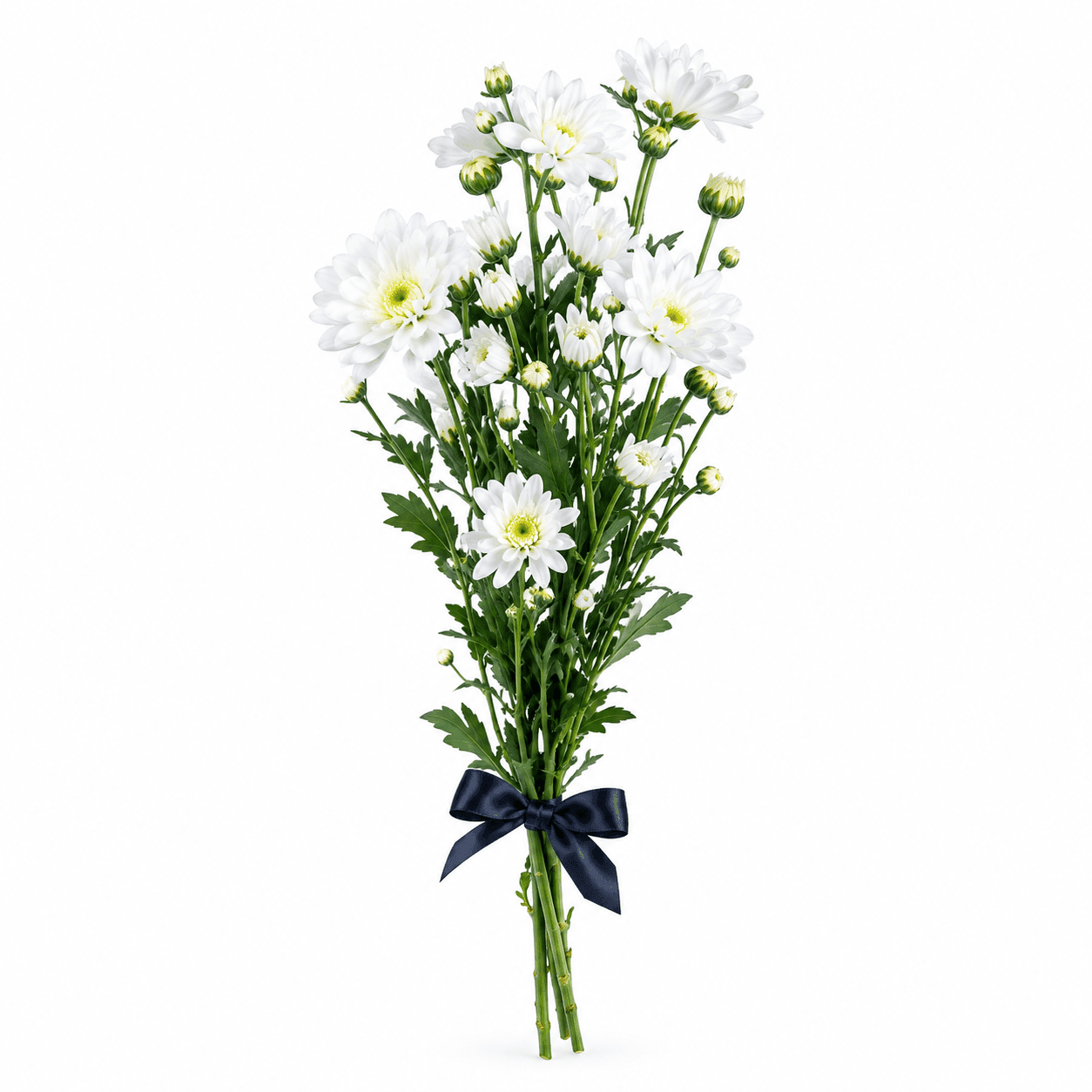 Stem A: A graceful pair of white radus, delicately arranged and elegantly wrapped in a clear plastic pouch
